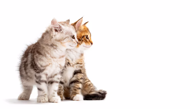 Cats